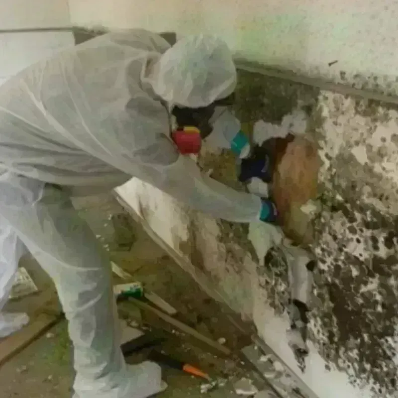 Mold Remediation and Removal in Altoona, WI